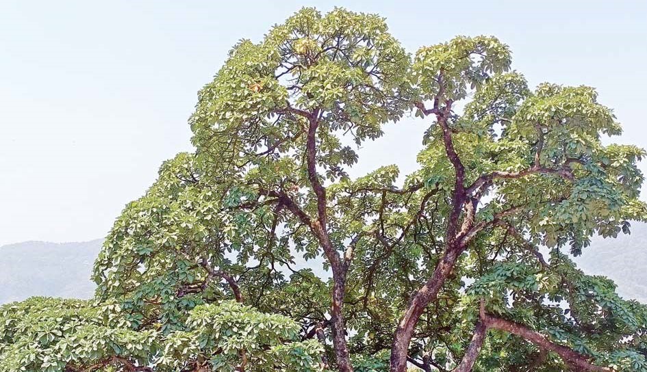 Full grown chiuri tree.