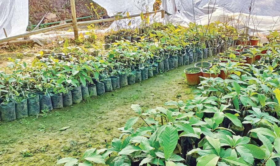 Saplings of chiuri tree being prepared for plantation at a local nursery.