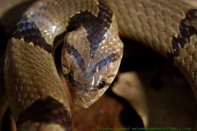 khukuri _ Kukri Oligodon arnensis snakes in nepal