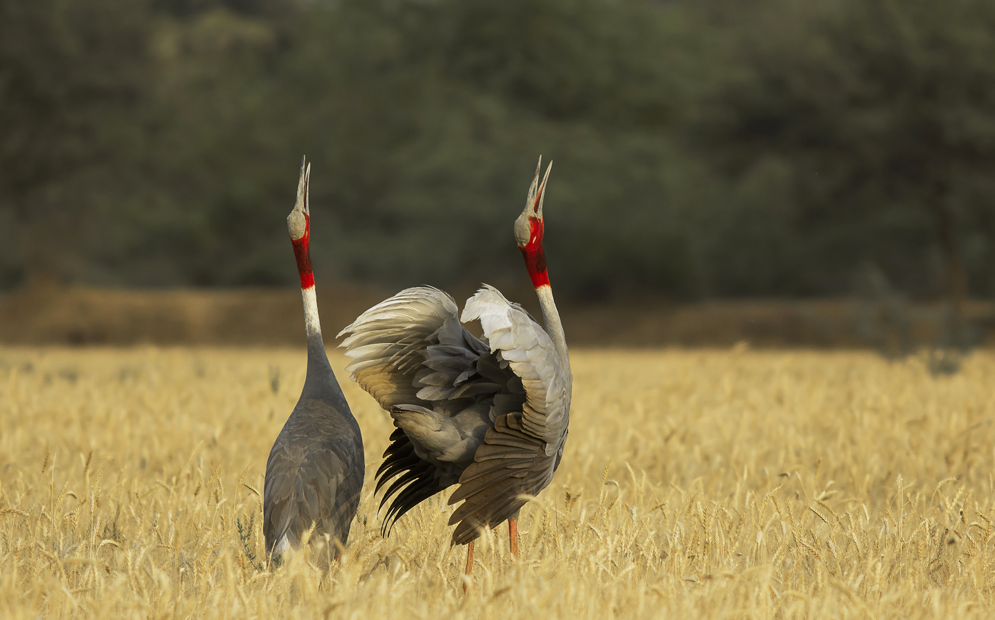 Could Buddha be the reason why sarus crane conservation has been successful in Nepal?