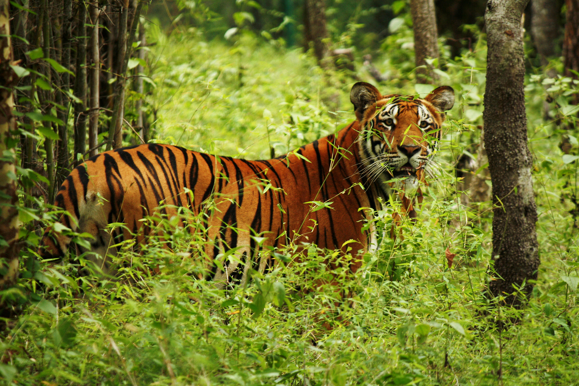 tiger attack