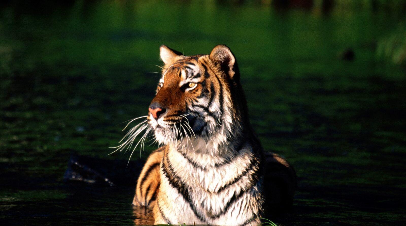 Tiger population rising in Chitwan as 14 seen around Someshwar