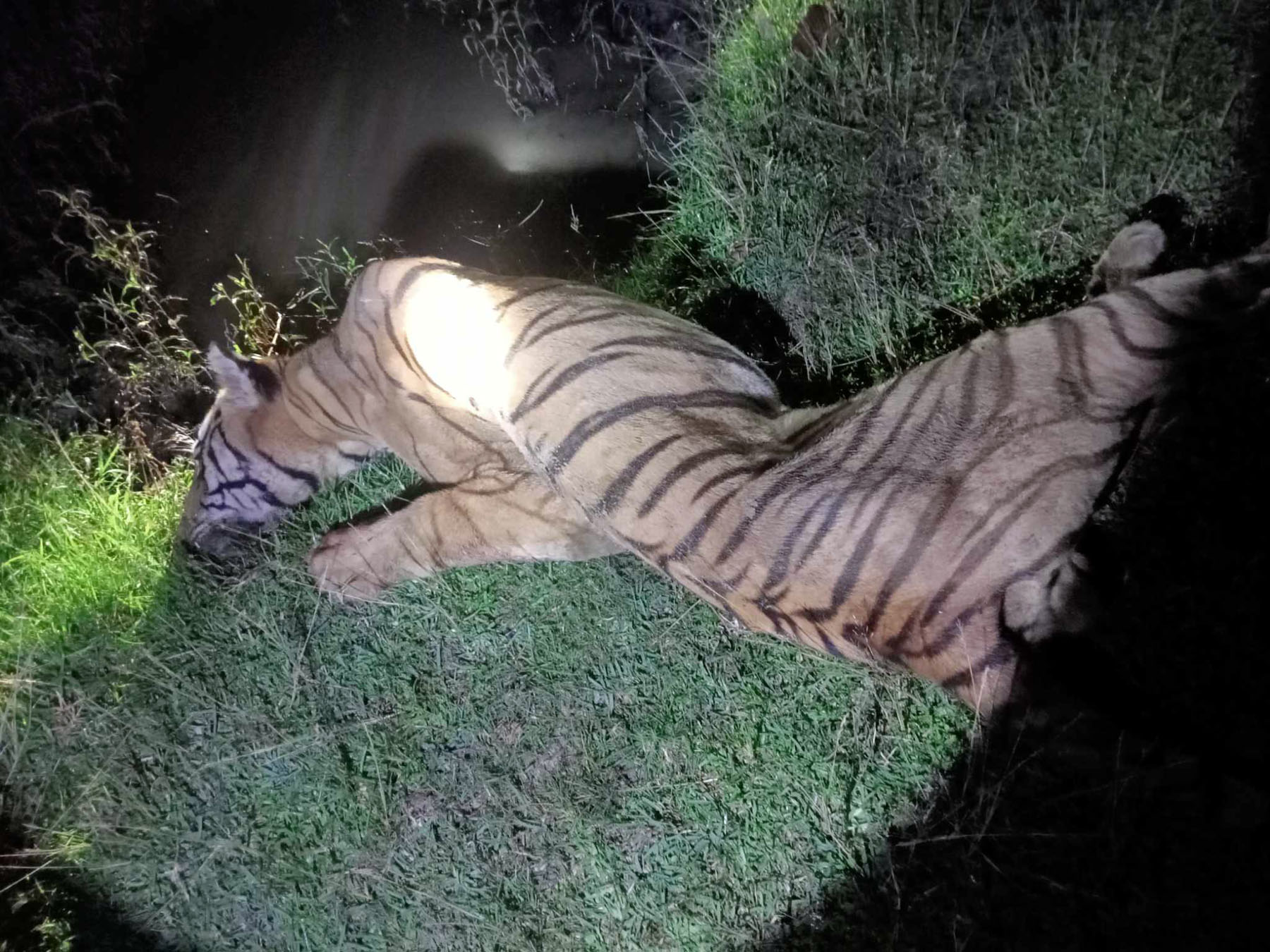 Tiger found dead in Banke