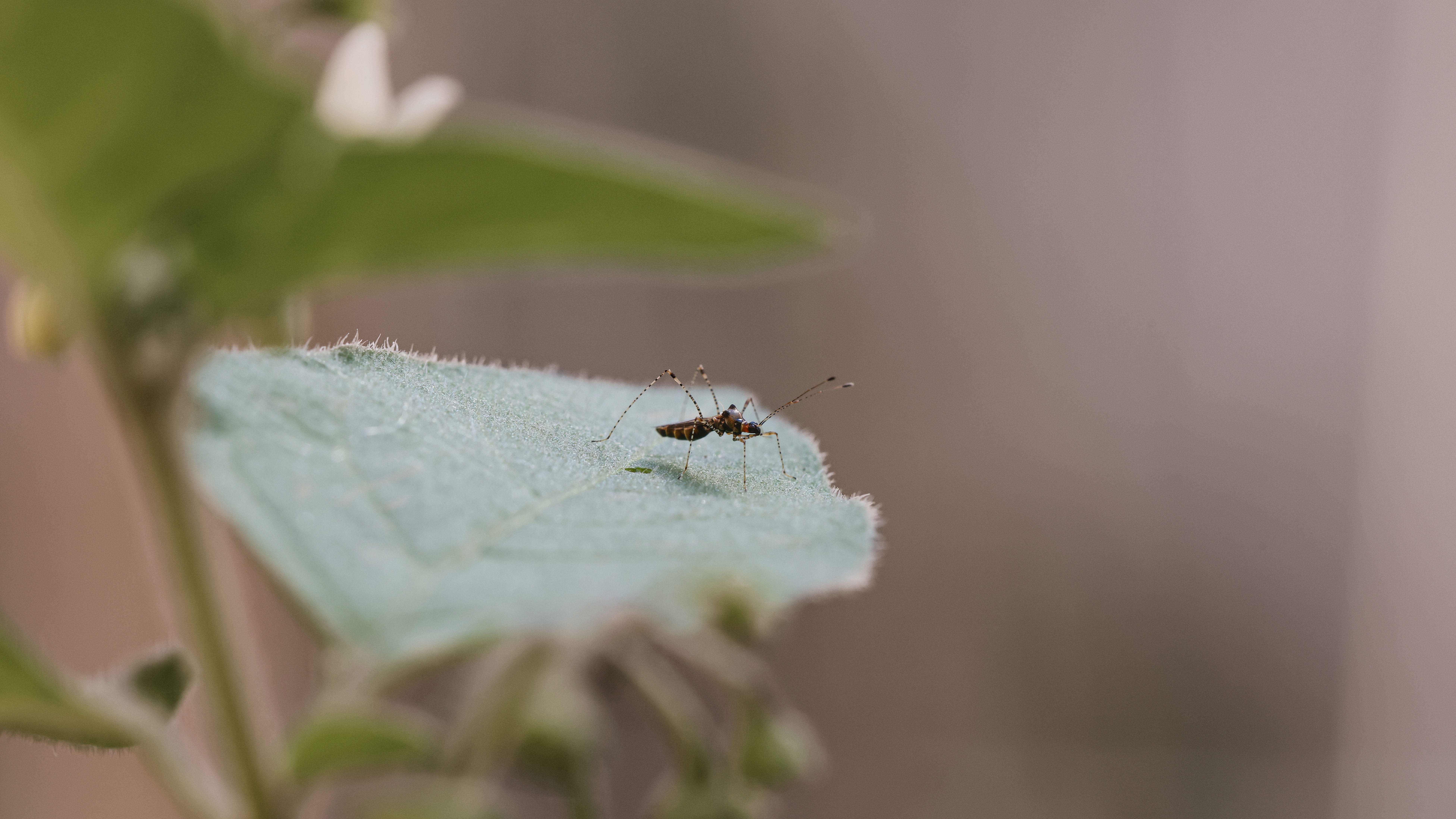 dengue outbreak - dengue infection