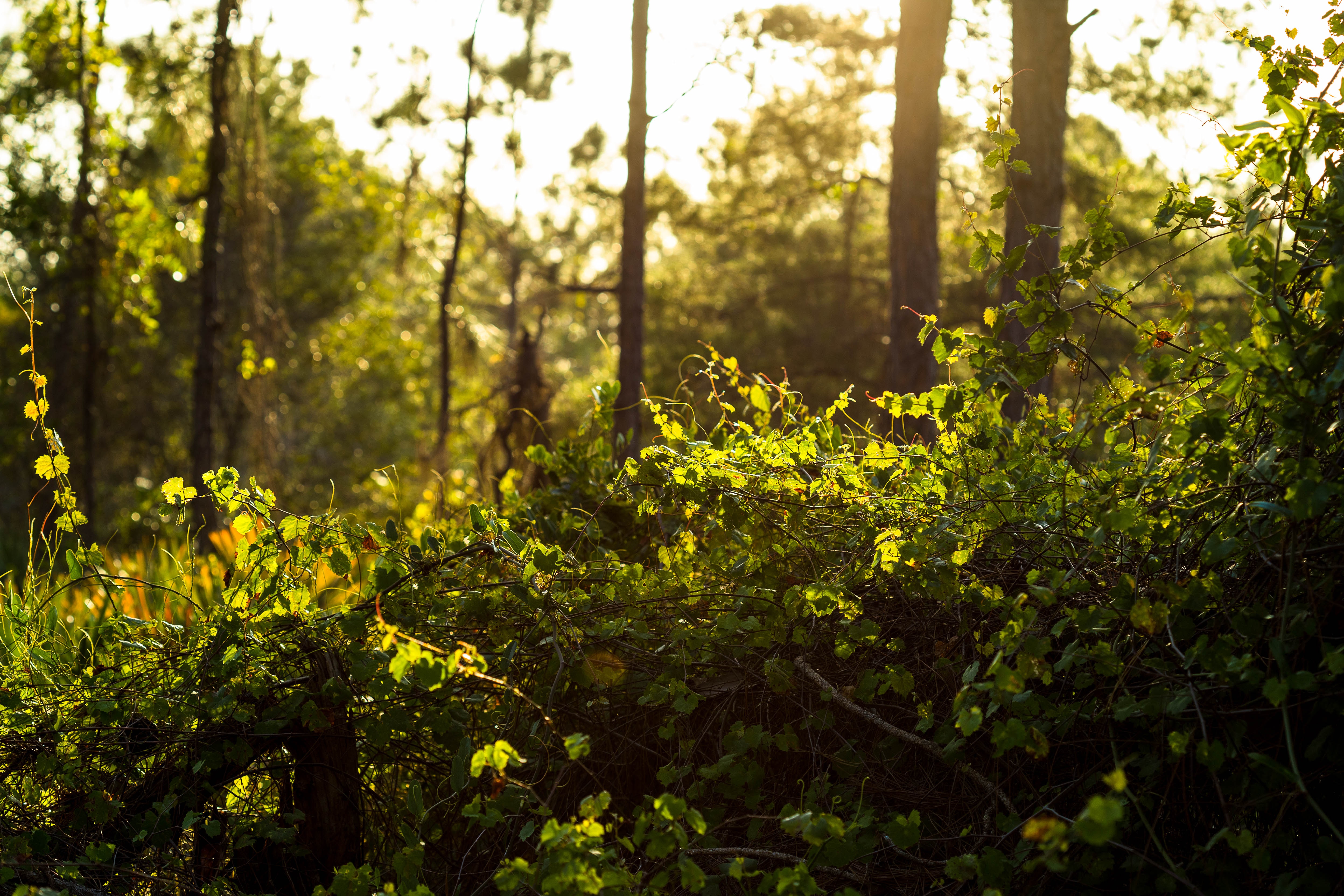 green space