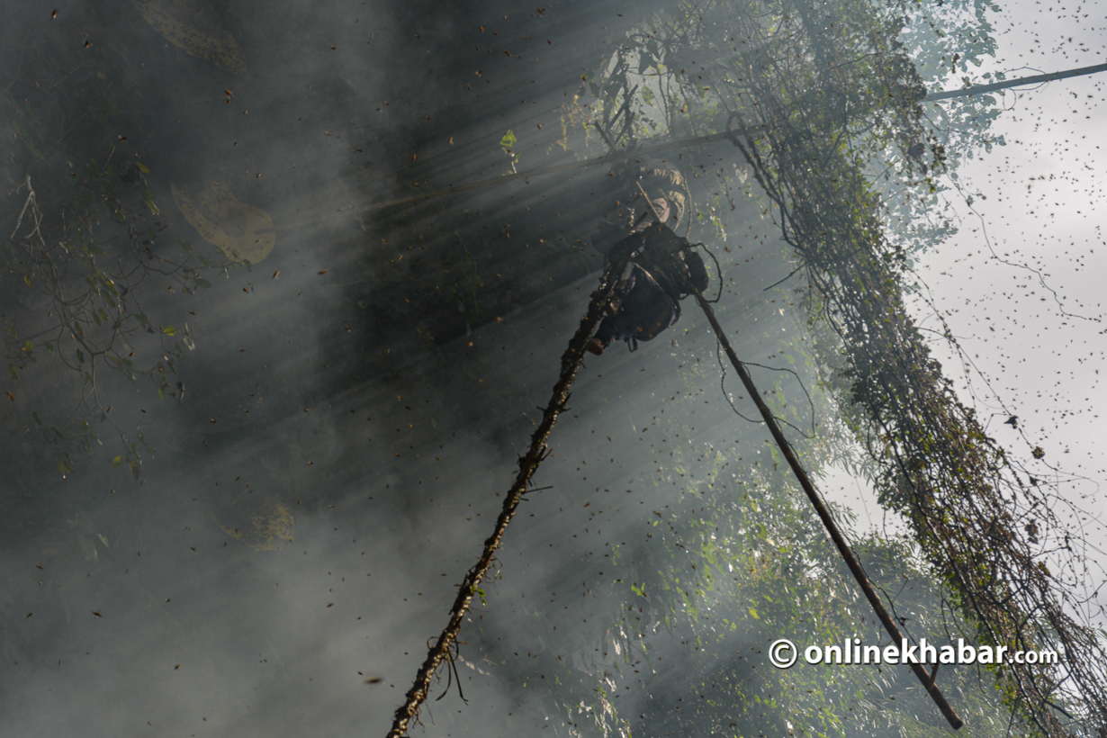 Unlocking the boundless potential of honey hunting tourism in Nepal