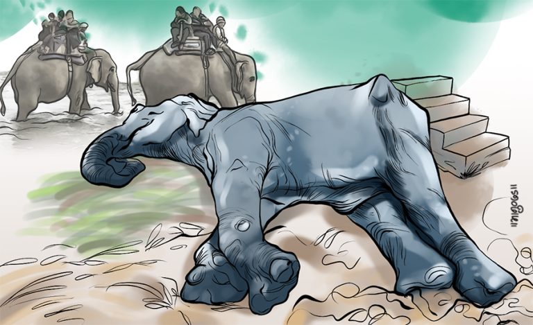 Elephant found dead in Jhapa