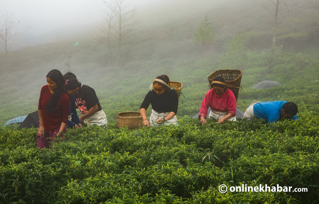 From fields to cups: The tough road of tea production in Nepal