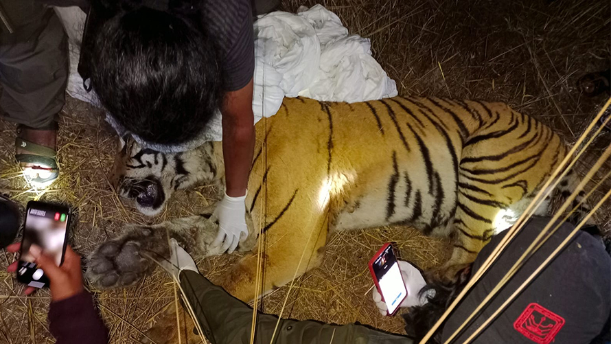 Tiger that killed a man in Makwanpur relocated to Chitwan