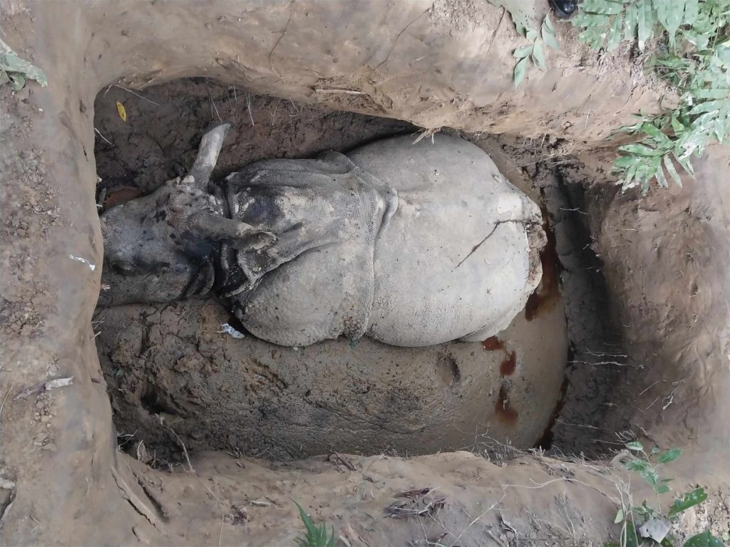 Poachers killed 2 rhinos in Chitwan over the past week