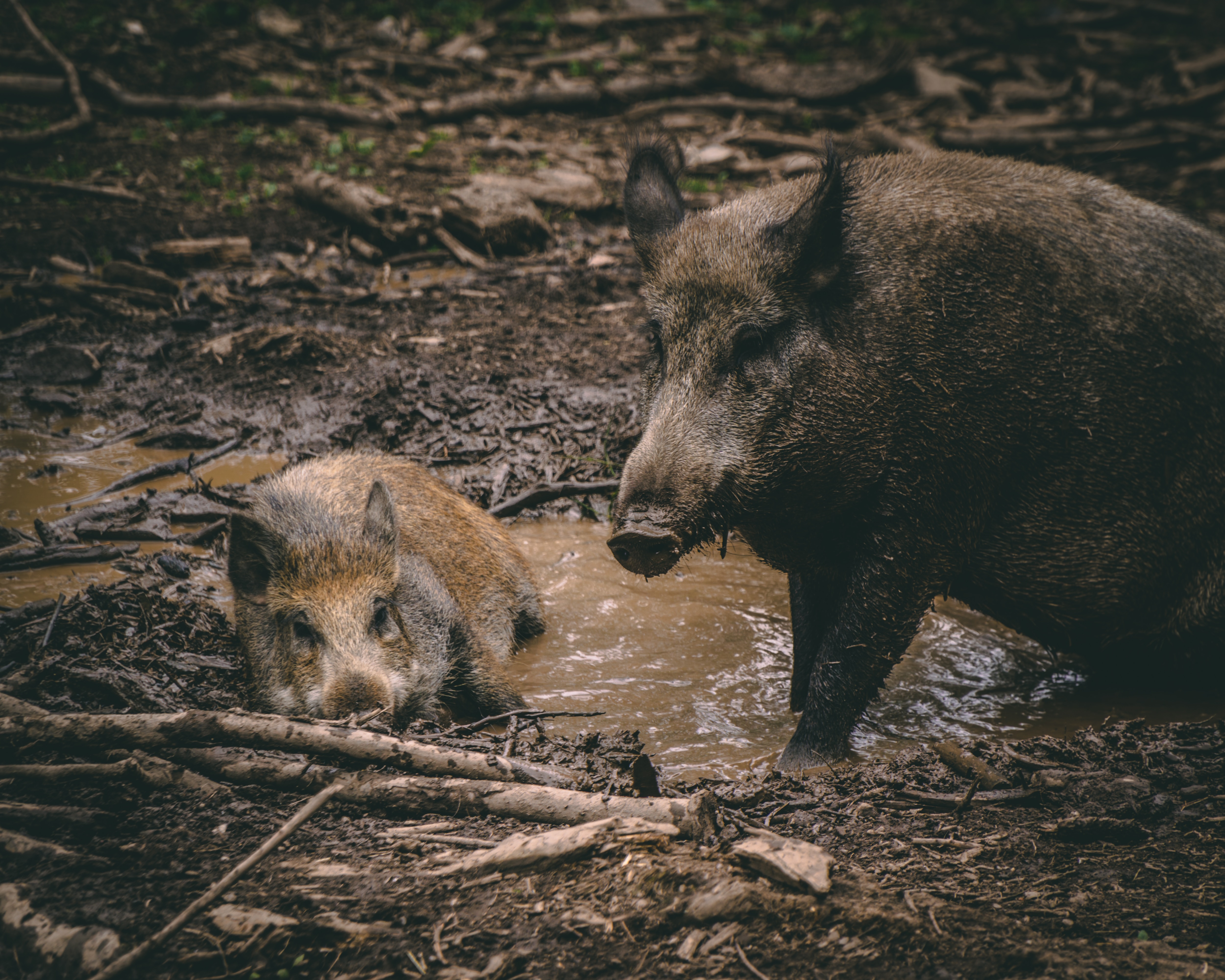 Govt declares wild boar an agricultural menace and allows killing on private property