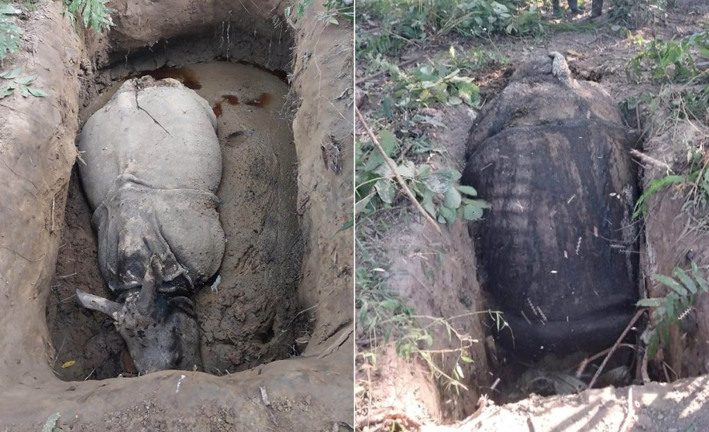 Recent rhino death investigation flags deep security concerns in Chitwan National Park
