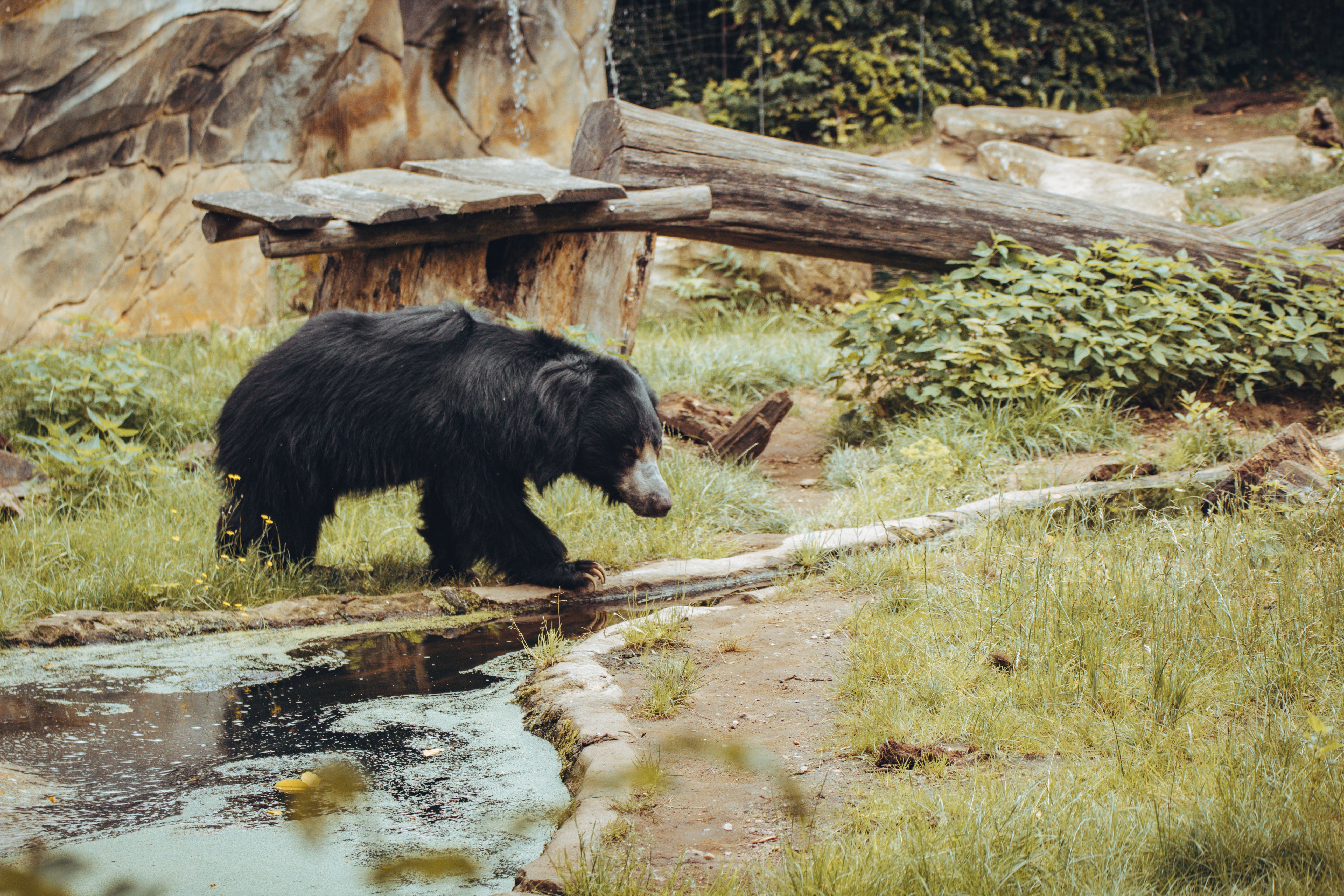 Sloth bears in Nepal struggle for safe ground