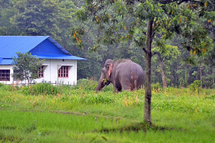 Wild elephant kills 3 in a month in Jhapa
