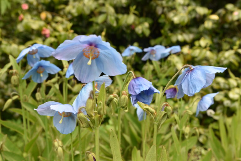 Meconopsis grandis - Himalayan blue poppy