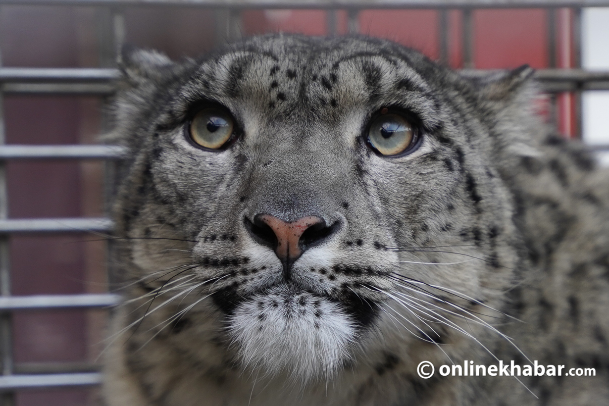 Nepal’s ‘low-altitude’ snow leopard would face big hurdles in return to wild