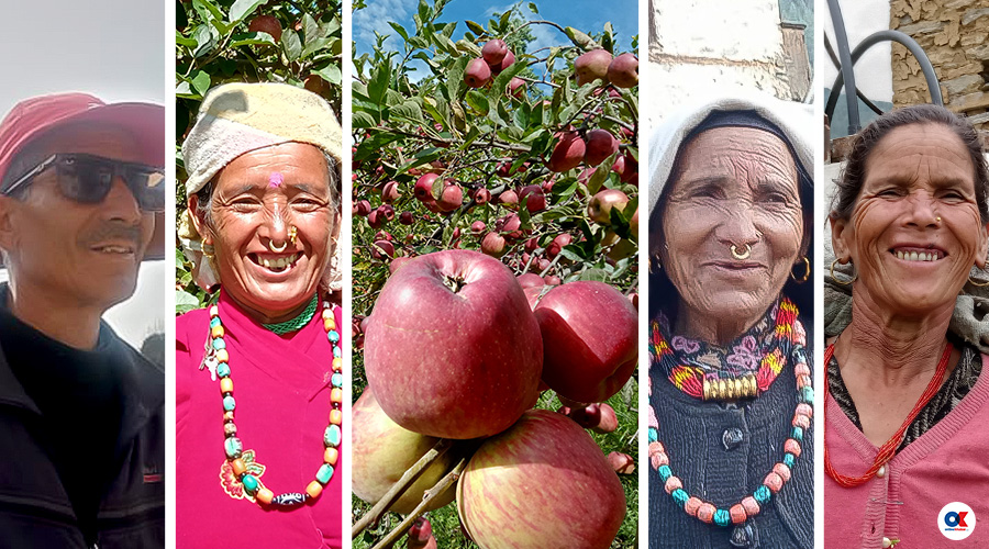 Jumla-kisan-khusi-Content jumla apples