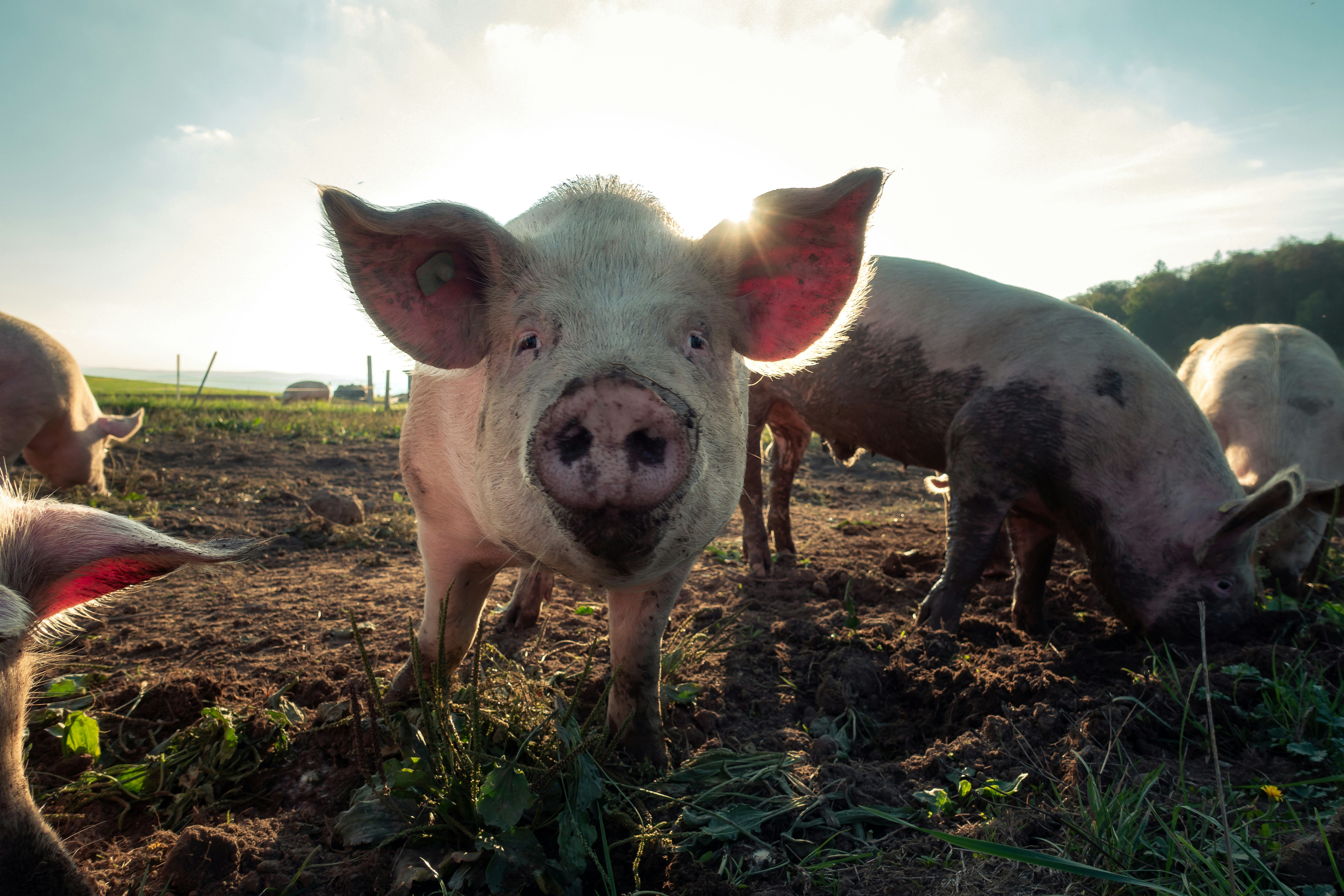 African swine fever: Its impact, symptoms, transmission, prevention, and treatment in Nepal