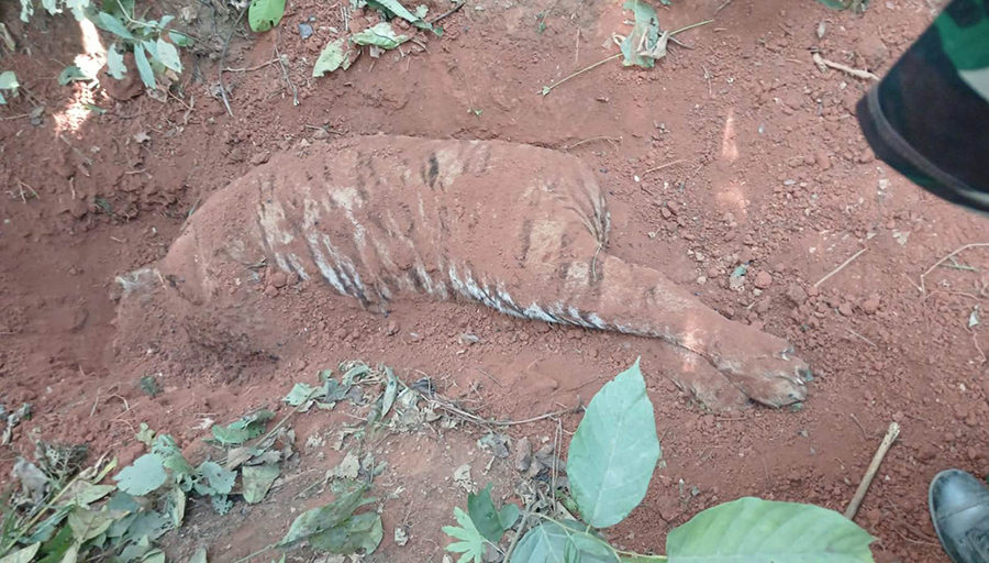 Tiger found buried in Nawalparasi