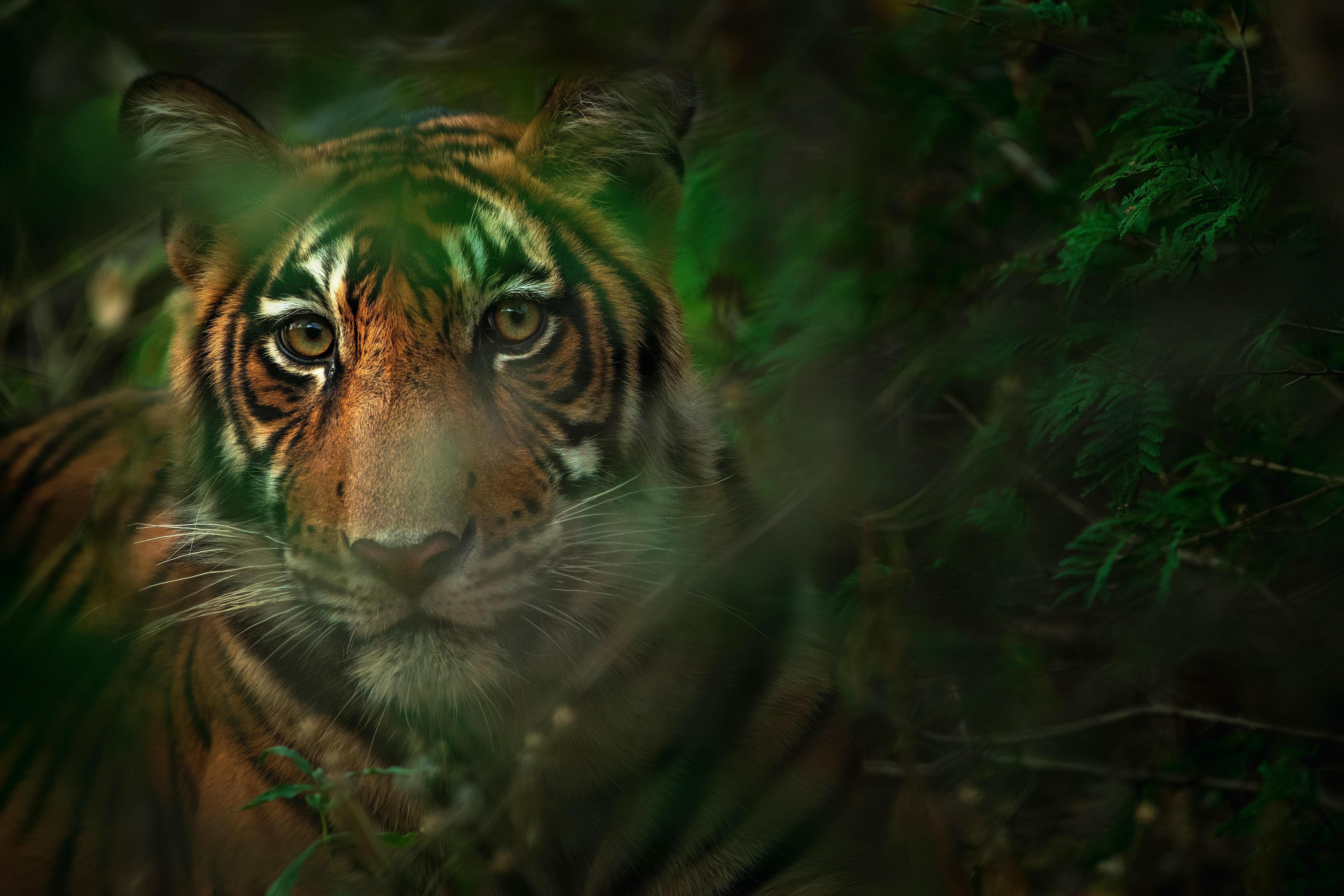UN award for Nepal’s tiger range restoration spurs euphoria amid challenges