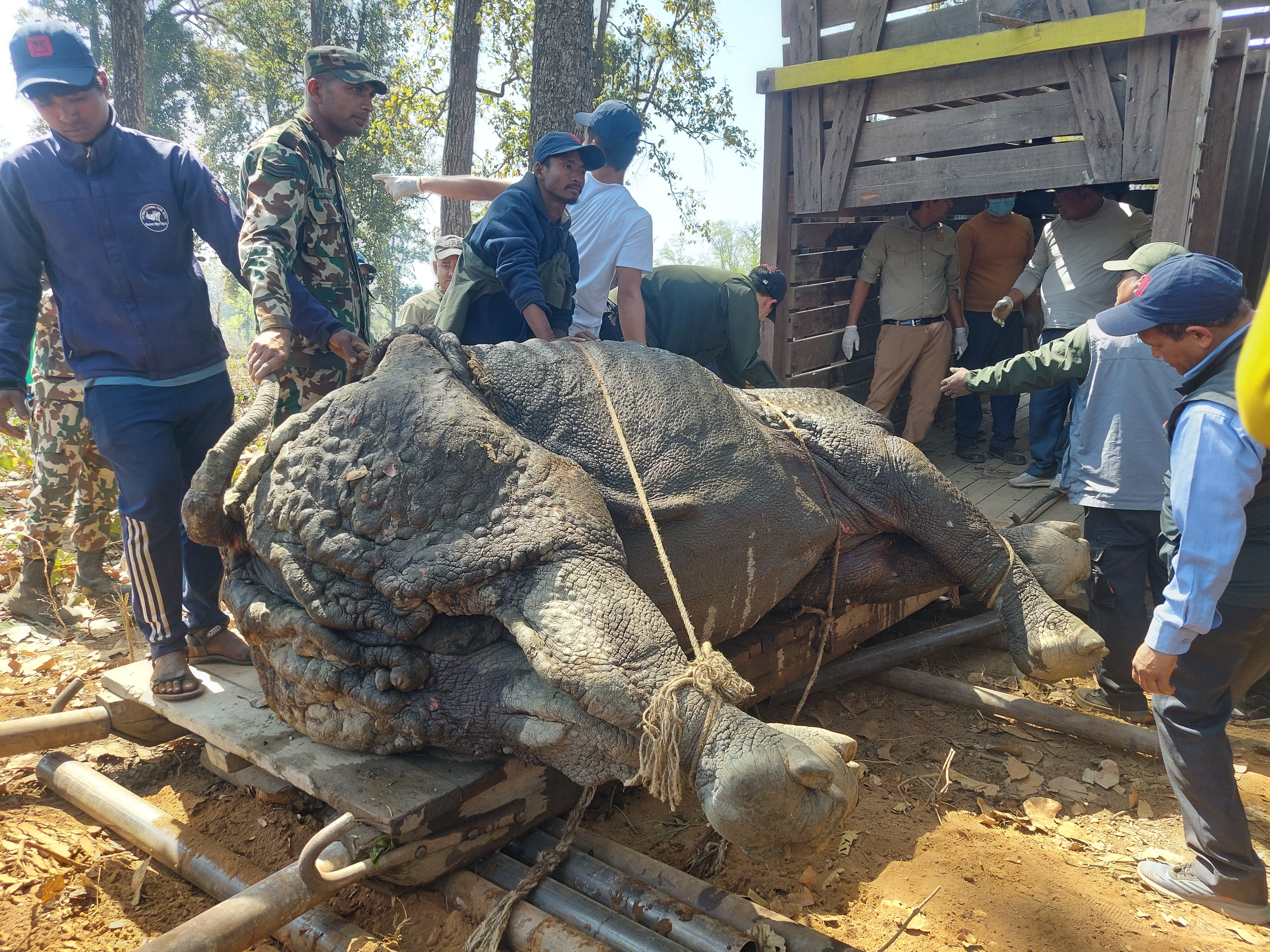 2 rhinos translocated in Chitwan