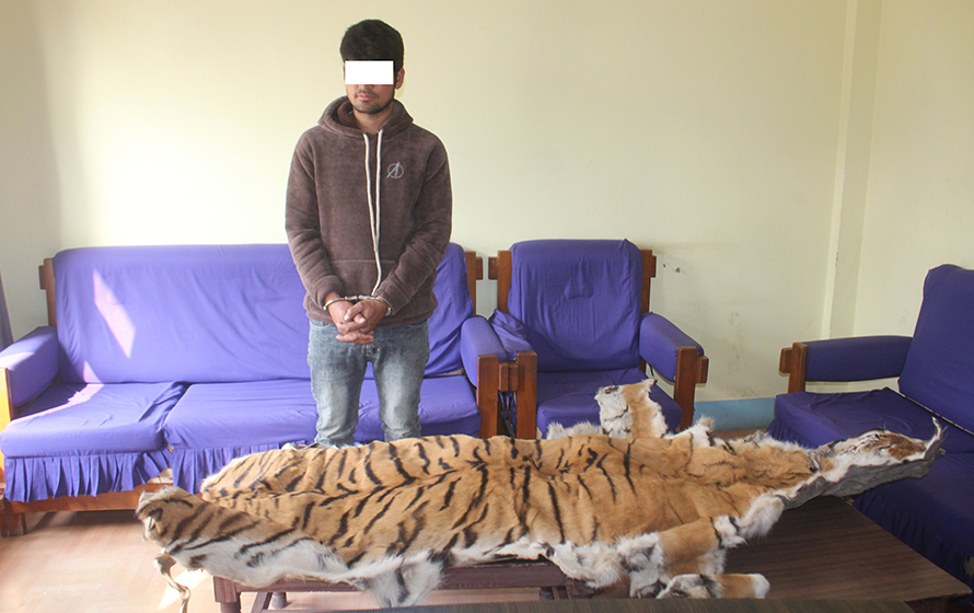 Man arrested with tiger hide from Nepalgunj