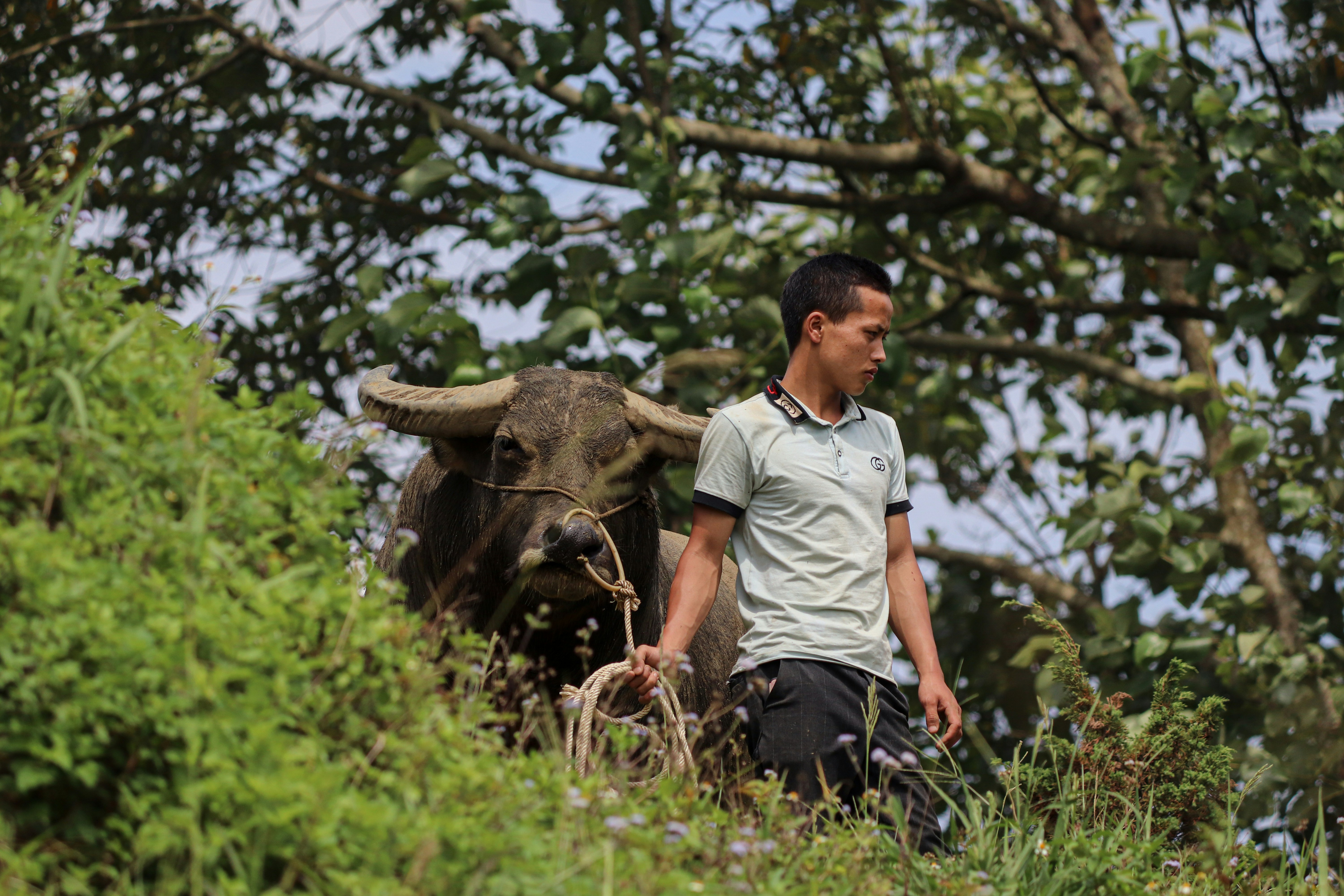 Families rearing buffaloes have shrunk in Dang, their future remains a question