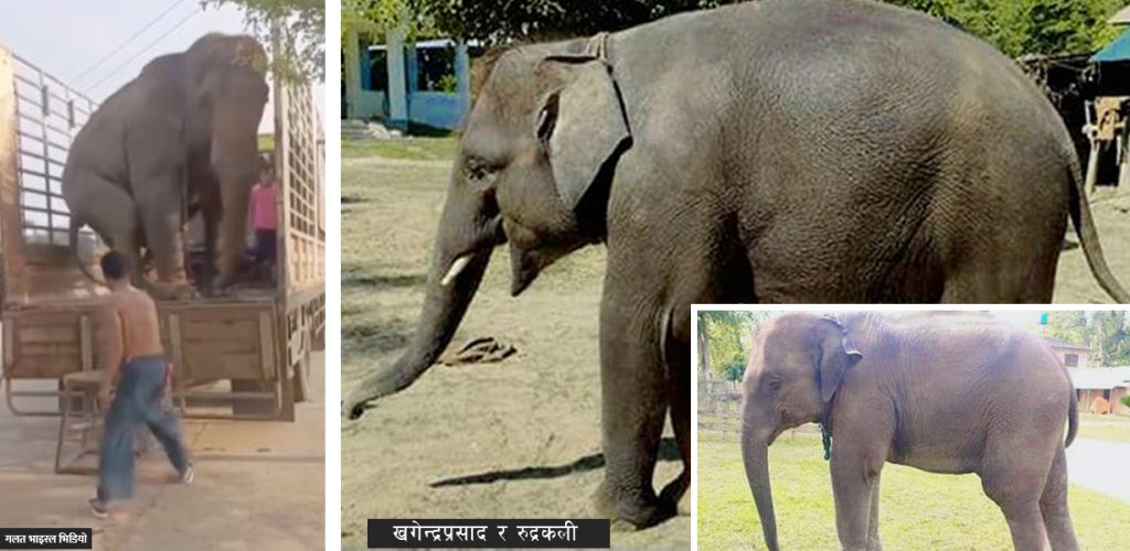 Viral video falsely claims elephants sent from Nepal to Qatar