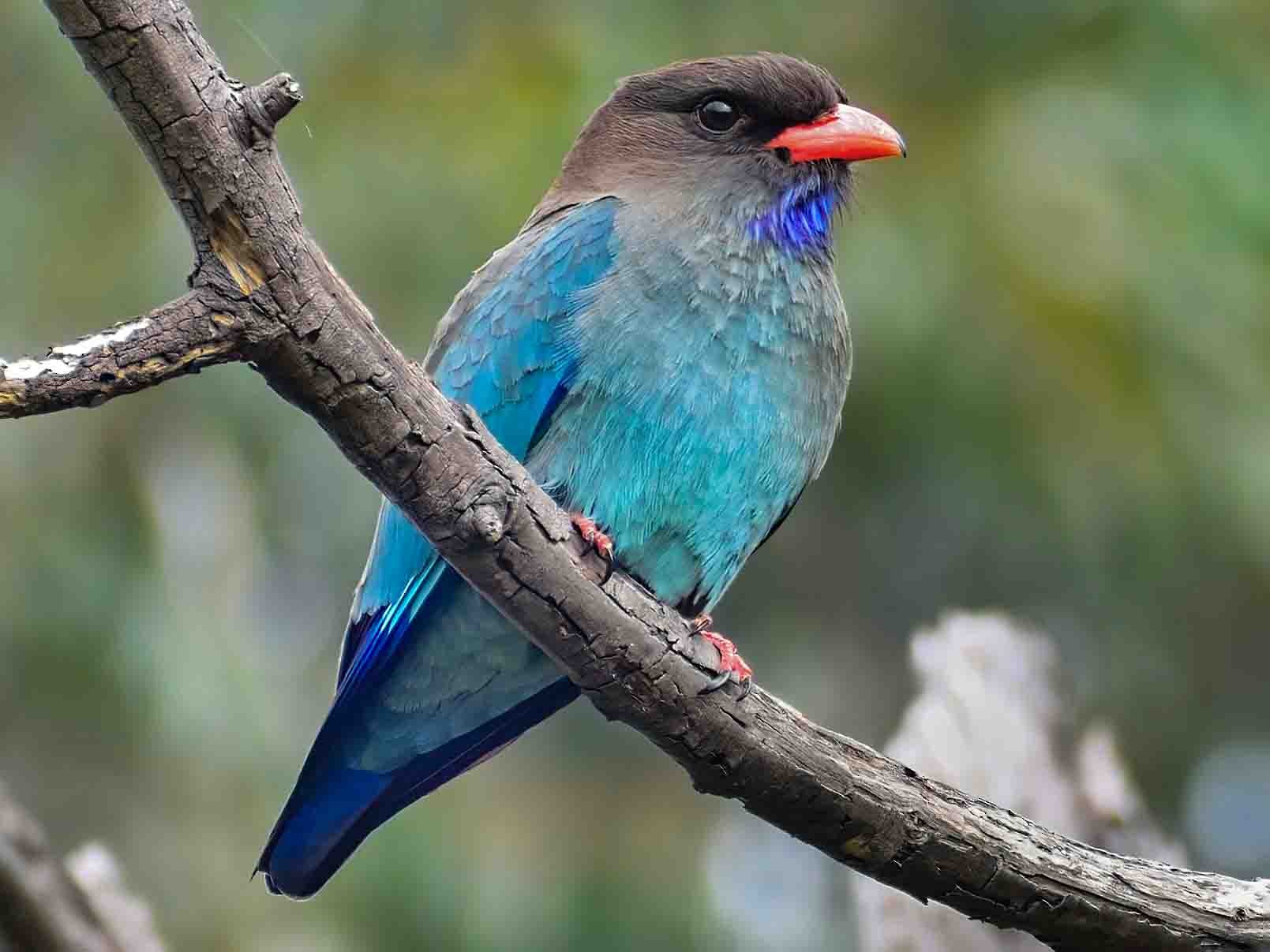 New species of bird found in Ghodaghodi