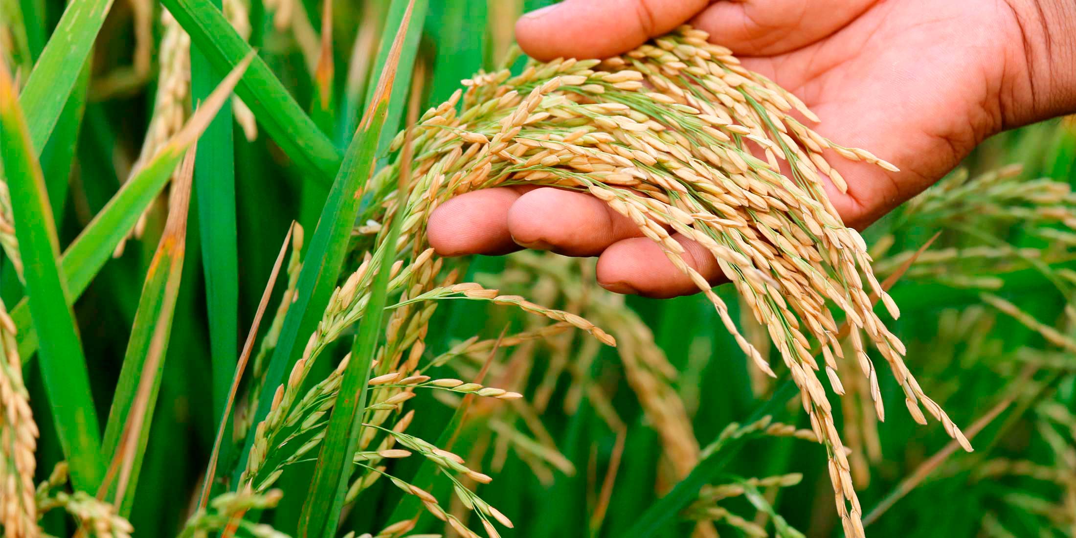 When will Nepal achieve rice self-sufficiency? - OnlineKhabar English News