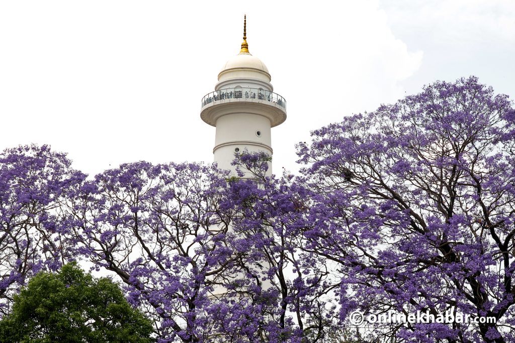 The beauty of jacaranda in Kathmandu (Photos)