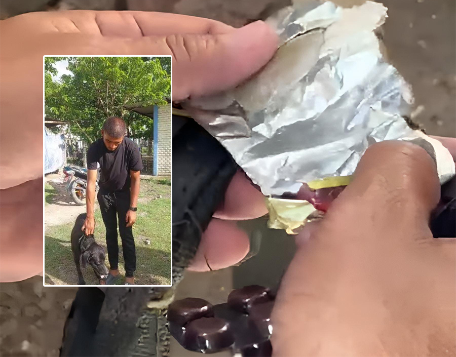 Dog used in drug trafficking: Brown sugar found on ‘Rocky’