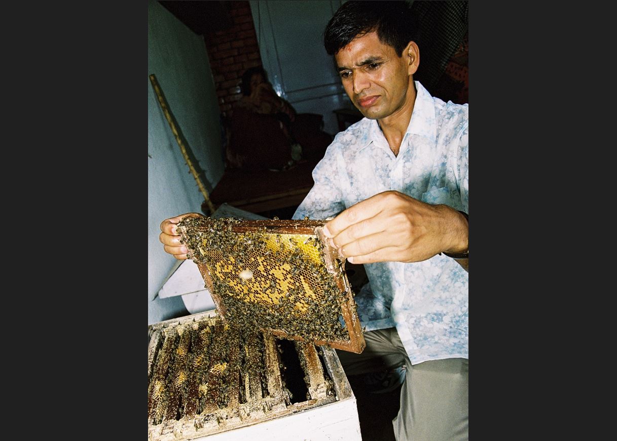 Food, nature, and the bee buzz