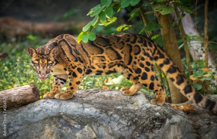 Clouded leopard: A vanishing jewel of the forest