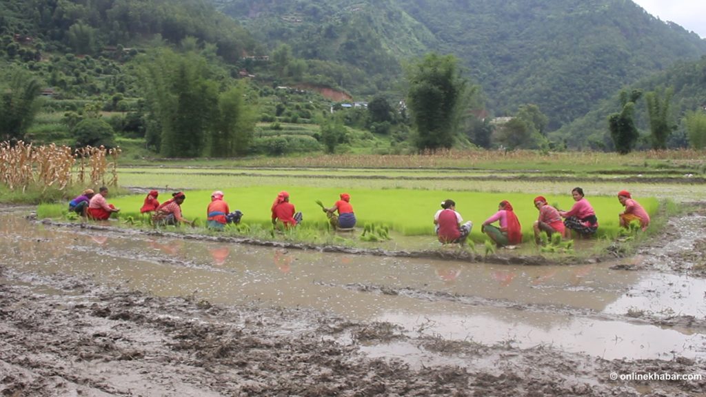 National Paddy Day marked amid fertilizer woes for farmers