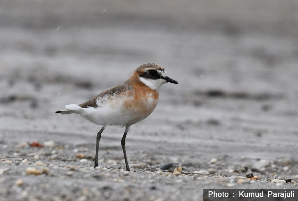 New bird species recorded in Nepal