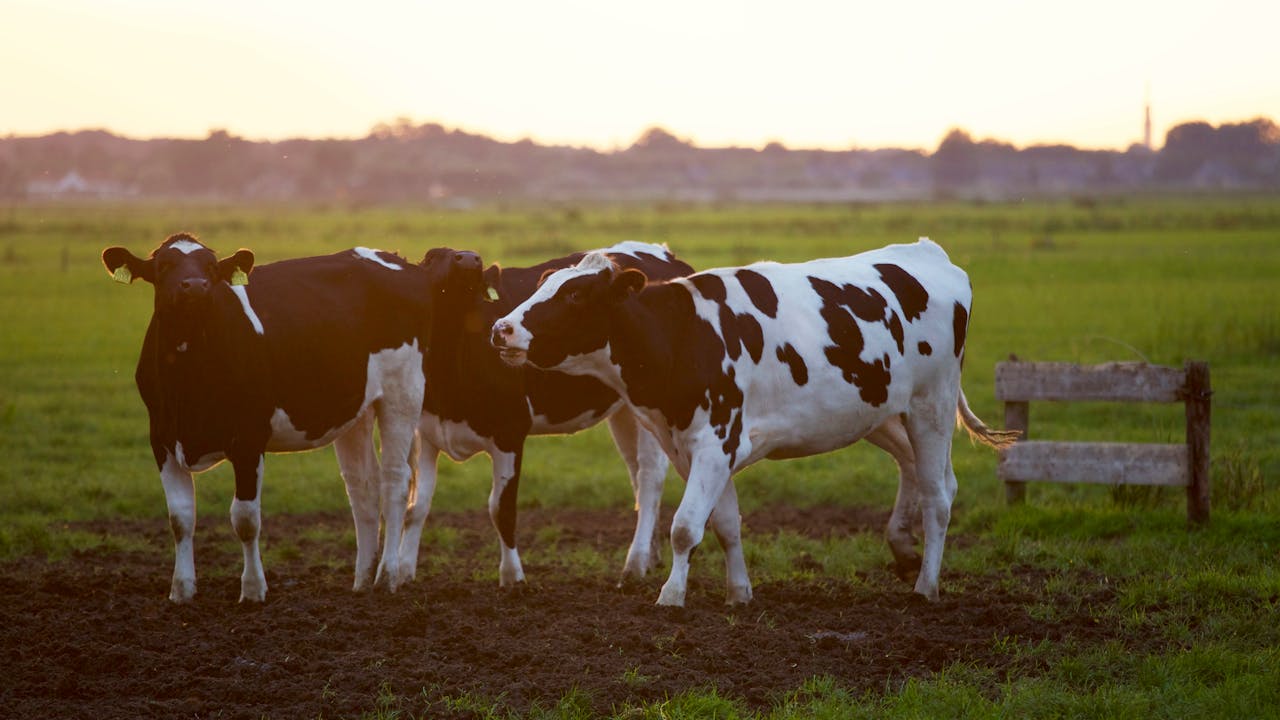 Better feed, better farm: Nutrient audit in livestock management