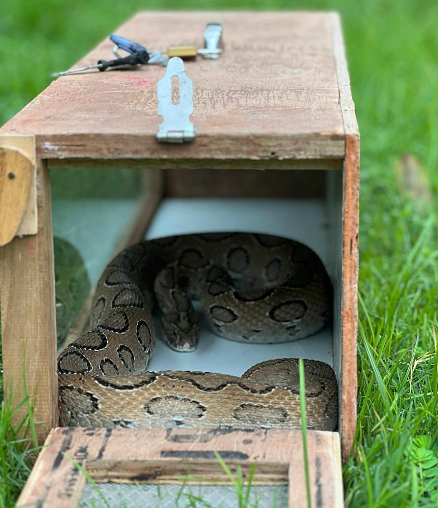 Highly venomous Russell’s Viper found in Bhairahawa