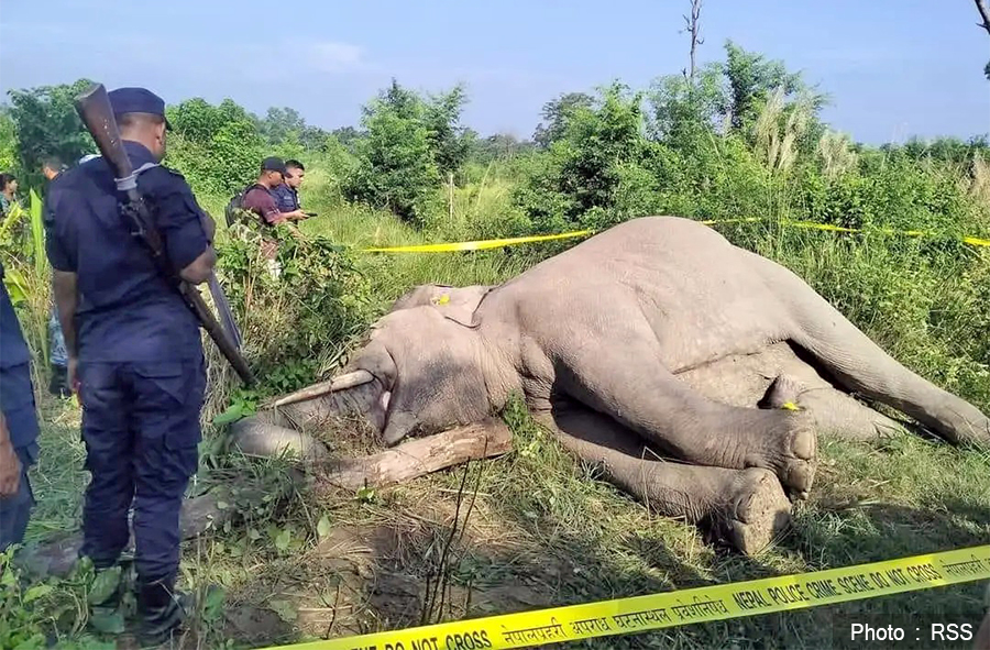 Experts warn of ecological impact as male elephant deaths mount in Nepal