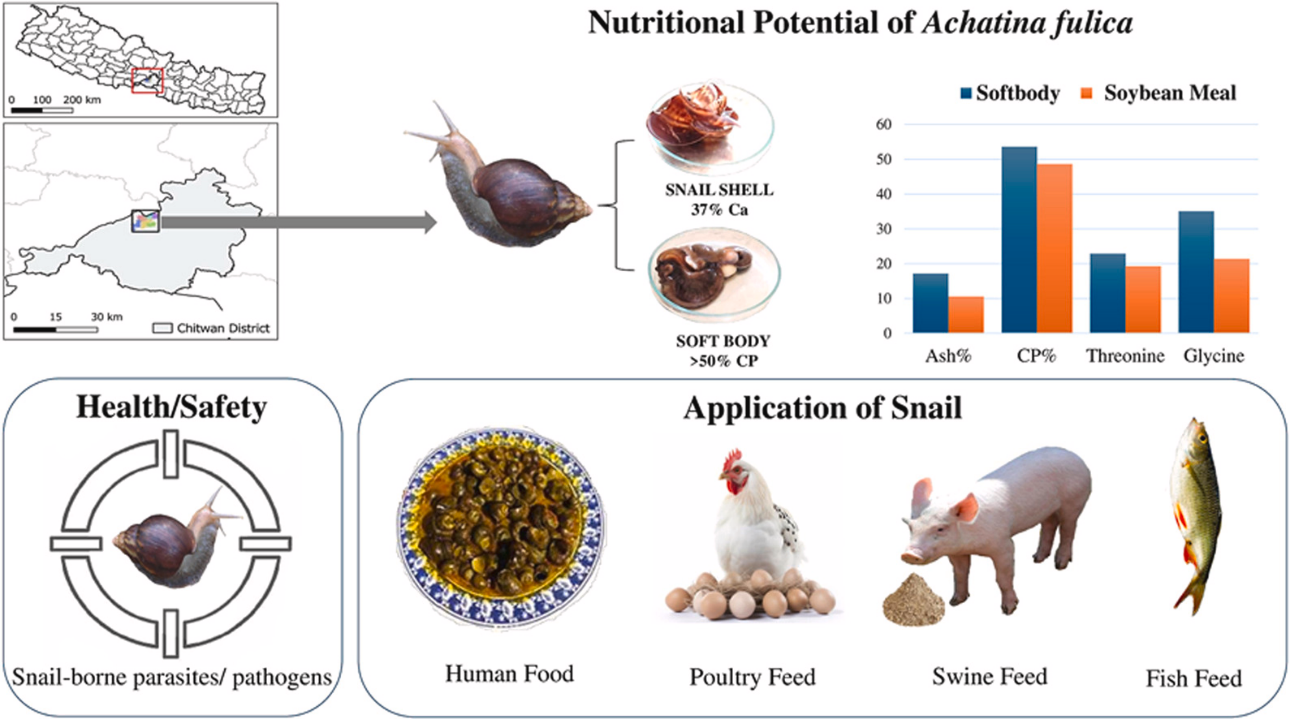 Snails for the future? Unlocking the nutritional potential of the Giant African Land Snail