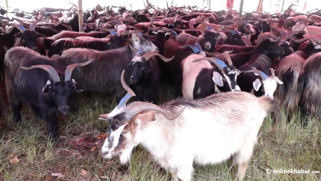 Sheep and Himalayan goats brought to Sallaghari, Bhaktapur for Dashain