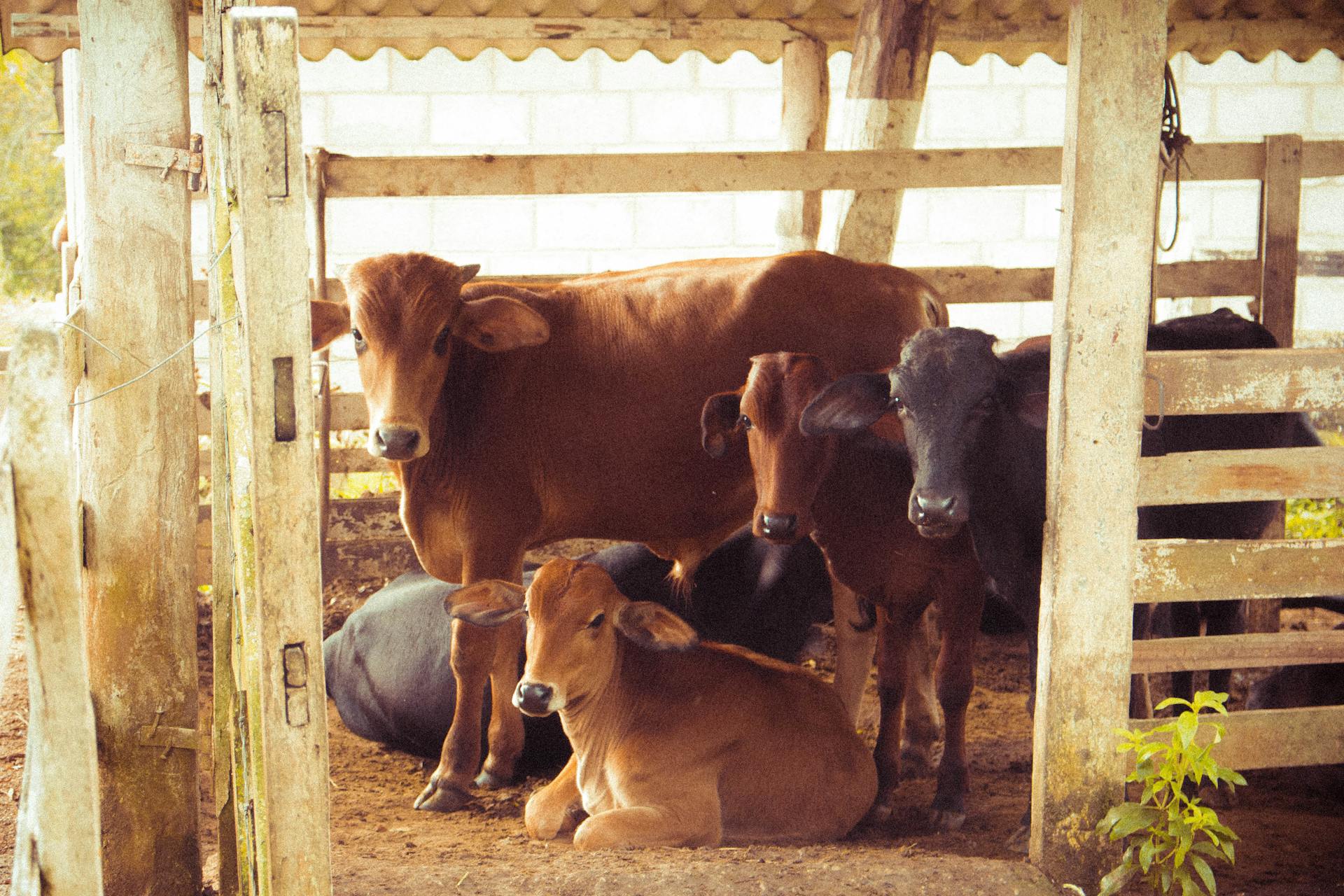 Livestock Nutrition Audit (LiNA): An emerging concept in sustainable animal farming