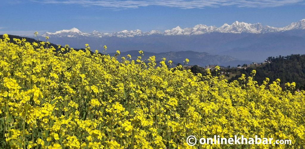 Mustard blossoms turn Bethanchowk’s hillsides into a stunning tourist attraction