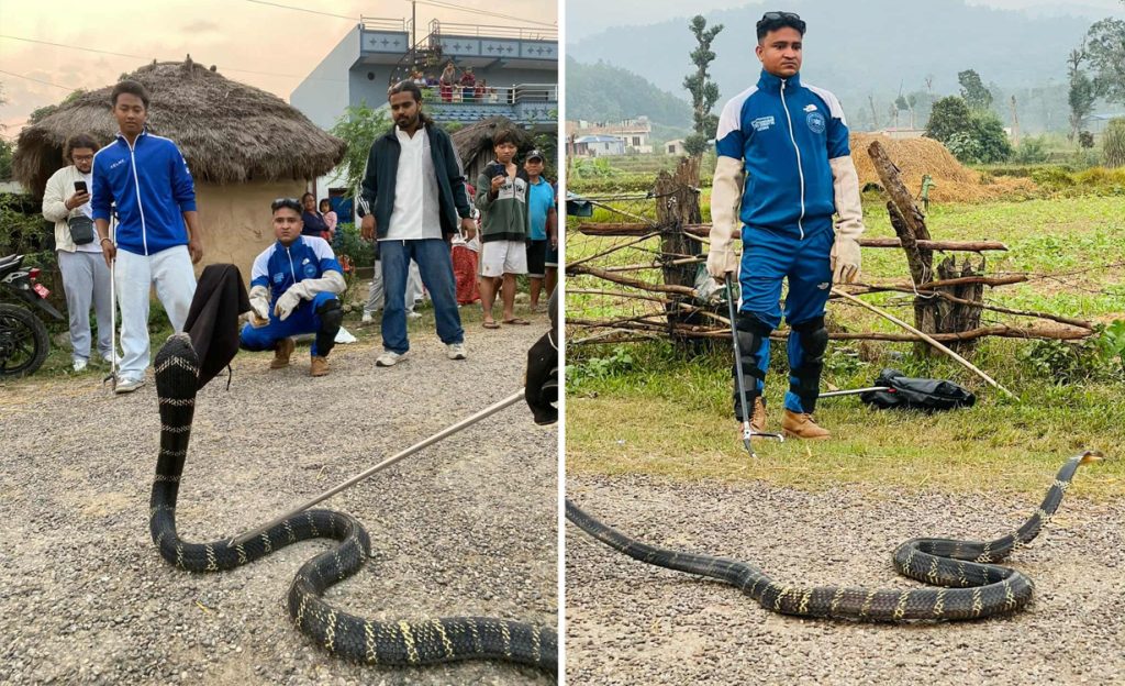12-foot-long rare King Cobra found in Rupandehi