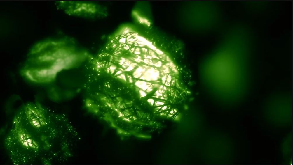 Microbial fuel cells: A clean energy and waste solution for Nepal’s future