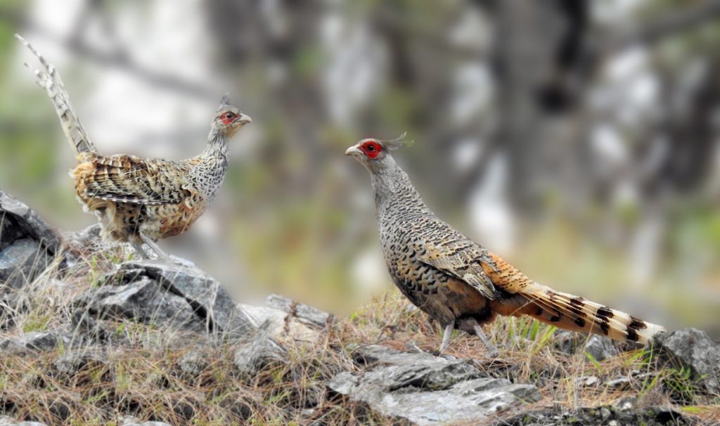Number of rare Cheer Pheasants rising in Myagdi’s Kaligandaki basin