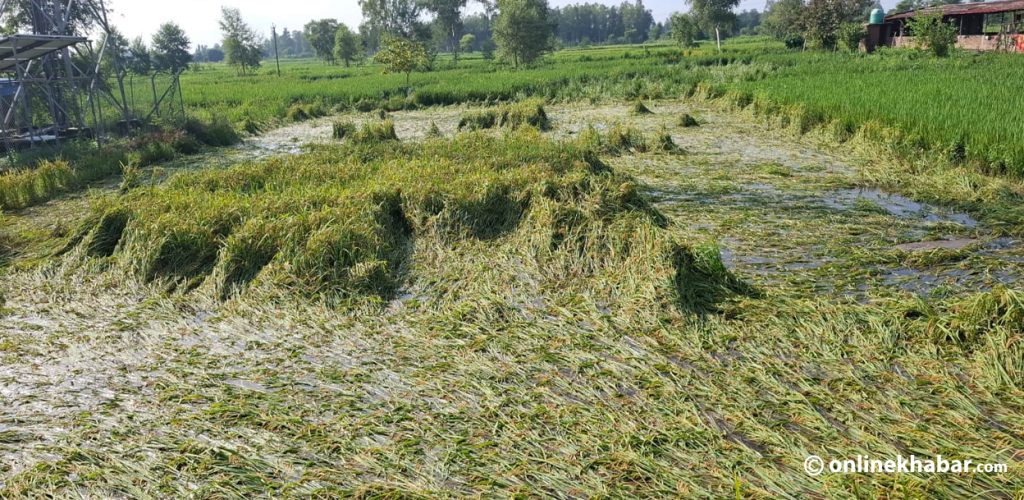 Unseasonal rains and floods cause over Rs 3.5 billion loss in agriculture this year