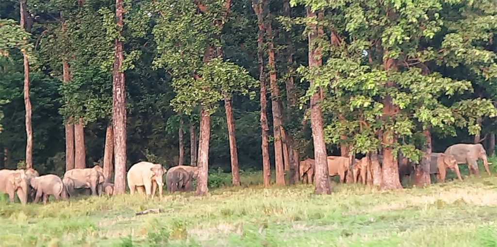 Elephant herd enters Jhapa; public urged to stay safe