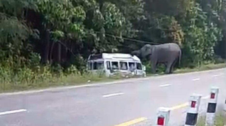 Wild elephant rampage on Pathlaiya–Nijgadh road claims truck driver’s life