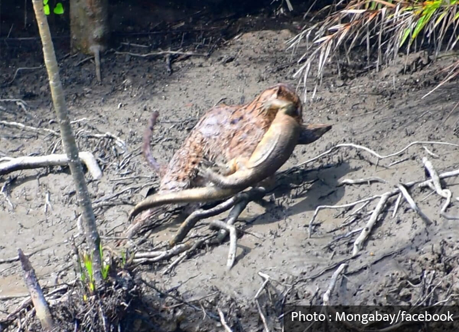 Conservationists concerned after fishing cat preys on monitor lizard